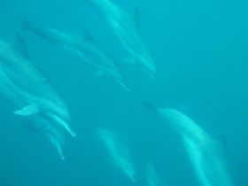 Swimming with Pan tropical spotted dolphins near the Pearl islands, Panama